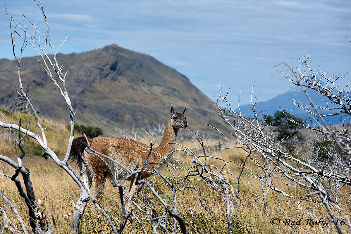 ../Patagonia/Torres_del_Paine_2665.jpg