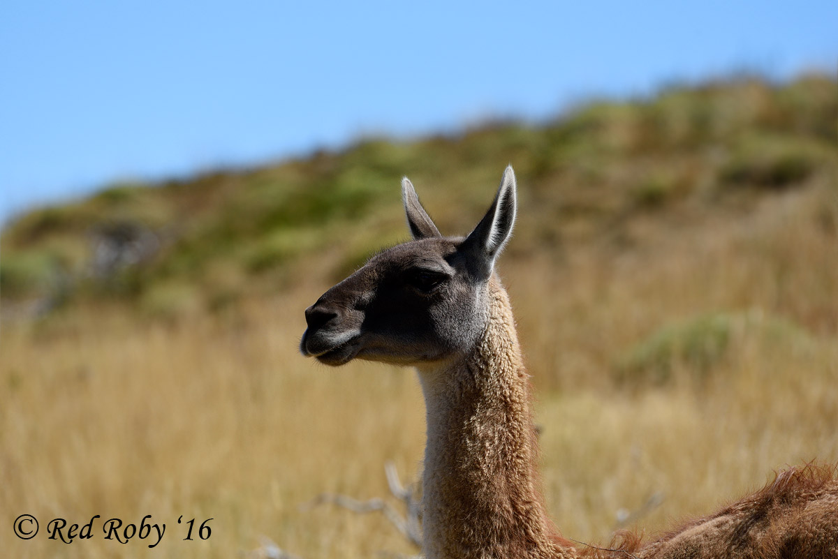 ../Patagonia/Torres_del_Paine_2673.jpg