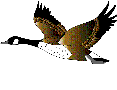 uccellino