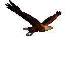 Aquila