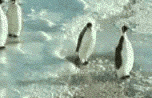 grafica/pinguini.gif