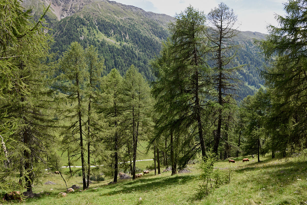 ../Escursioni2/Malles/011276_D750.jpg