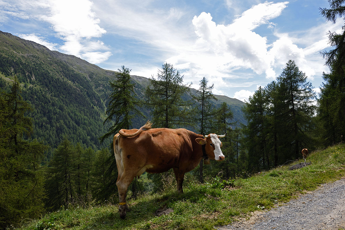 ../Escursioni2/Malles/011281_D750.jpg