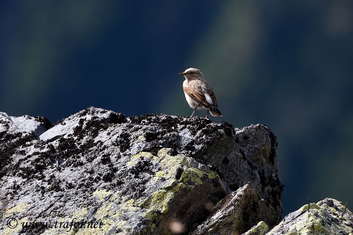 ../Escursioni2/Malles/011462_D750.jpg