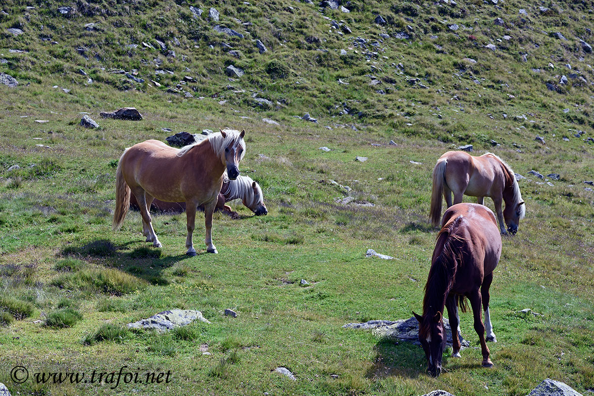 ../Escursioni2/Malles/011471_D750.jpg