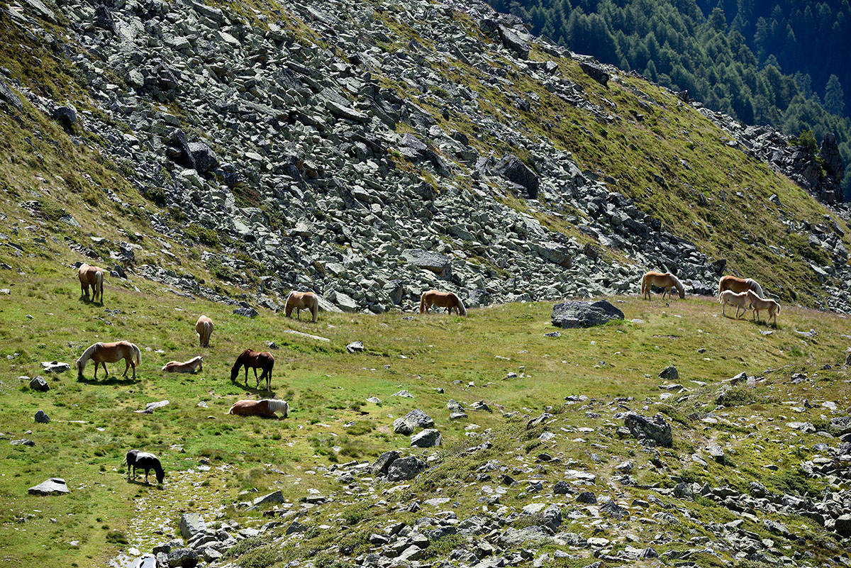 ../Escursioni2/Malles/011474_D750.jpg