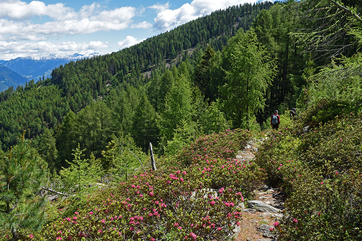 Sentiero Malghe Naturno