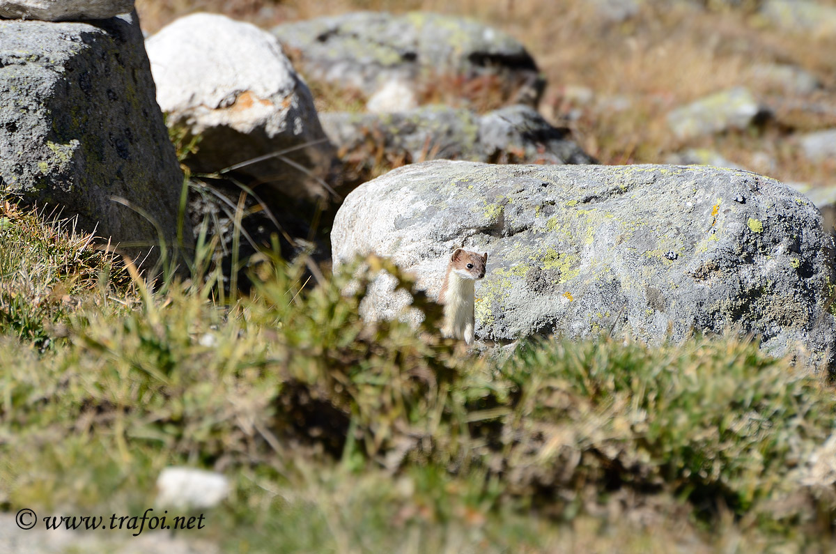 Fotografie escursione Rifugio Sesvenna