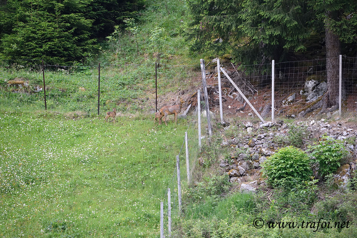 Laghi Flim - Val Martello (Bz)