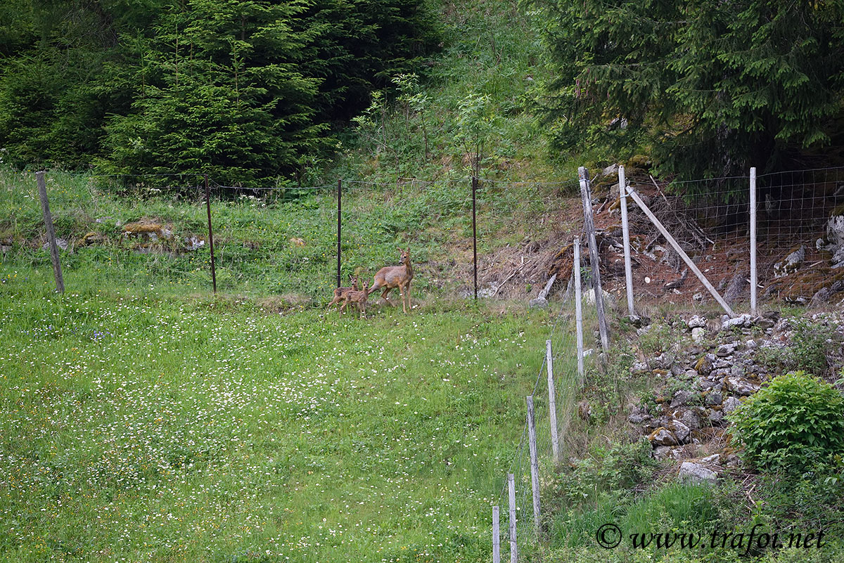Laghi Flim - Val Martello (Bz)
