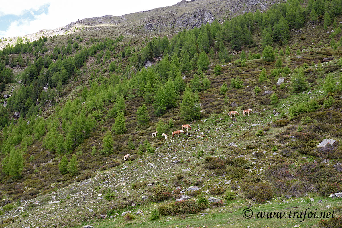Laghi Flim - Val Martello (Bz)