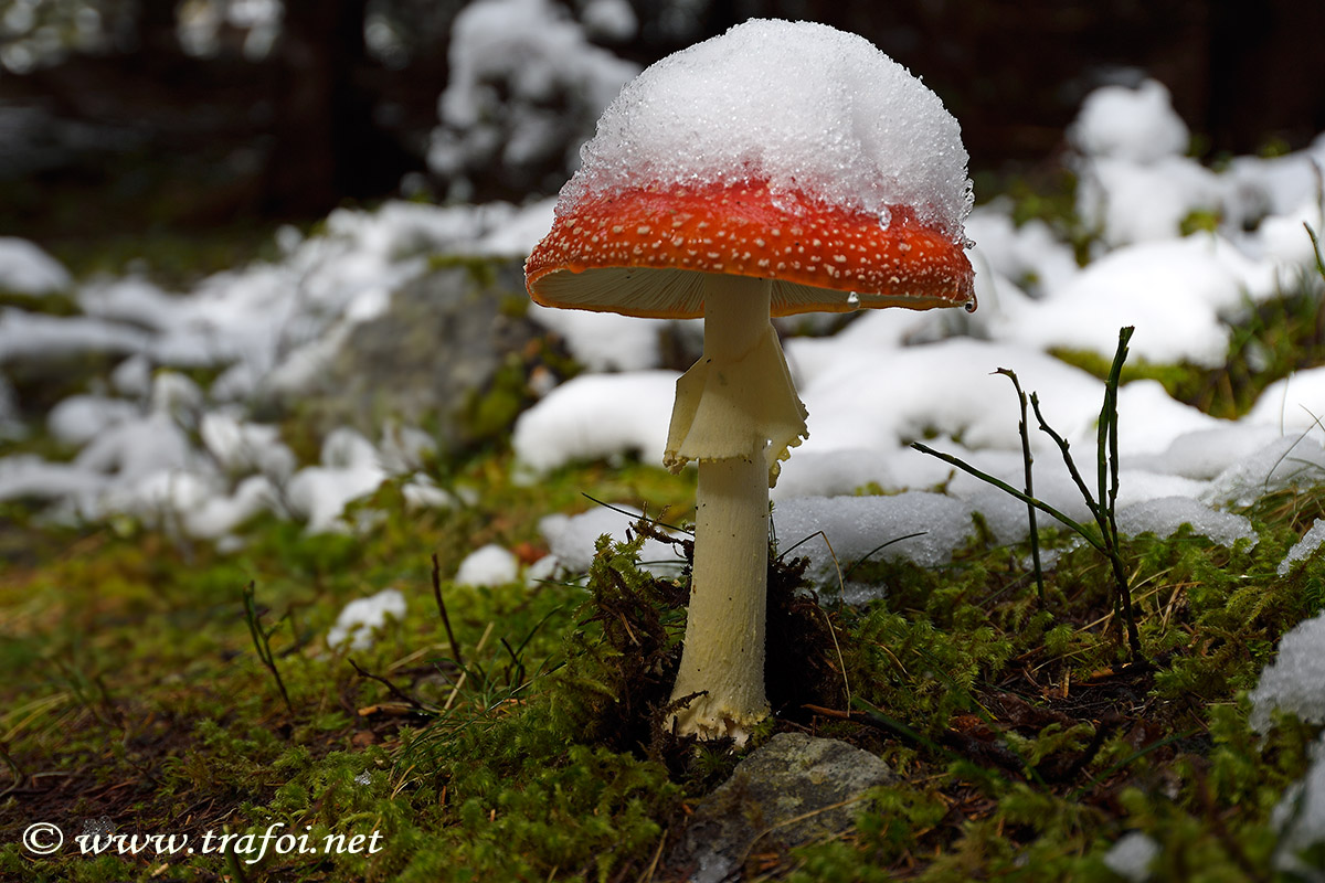 Amanita Muscaria