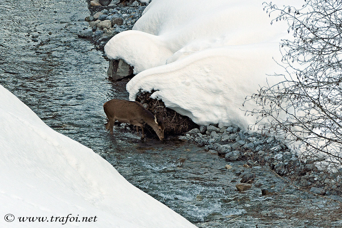 ../Incontri/000630_D500.jpg