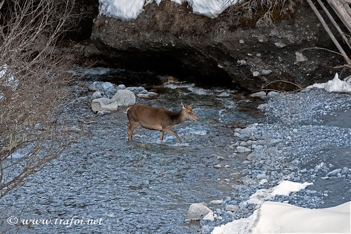 ../Incontri/000677_D500.jpg