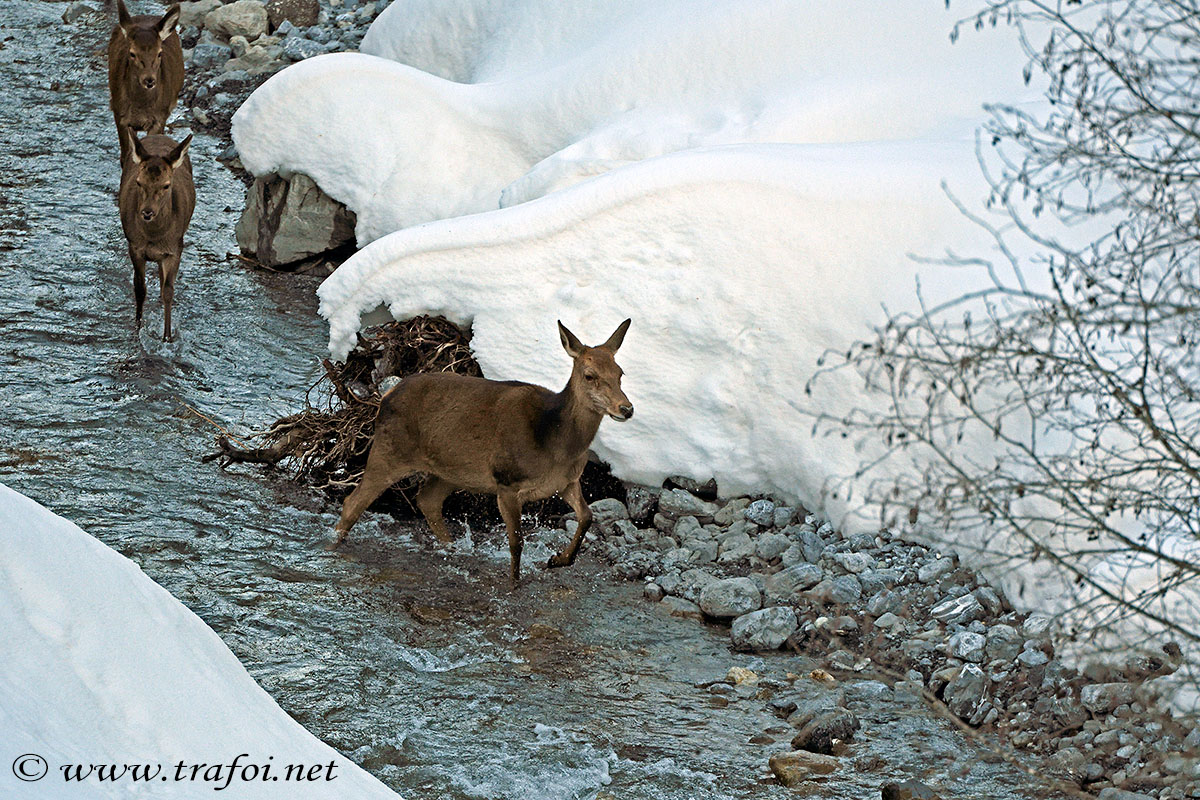../Incontri/000693_D500.jpg