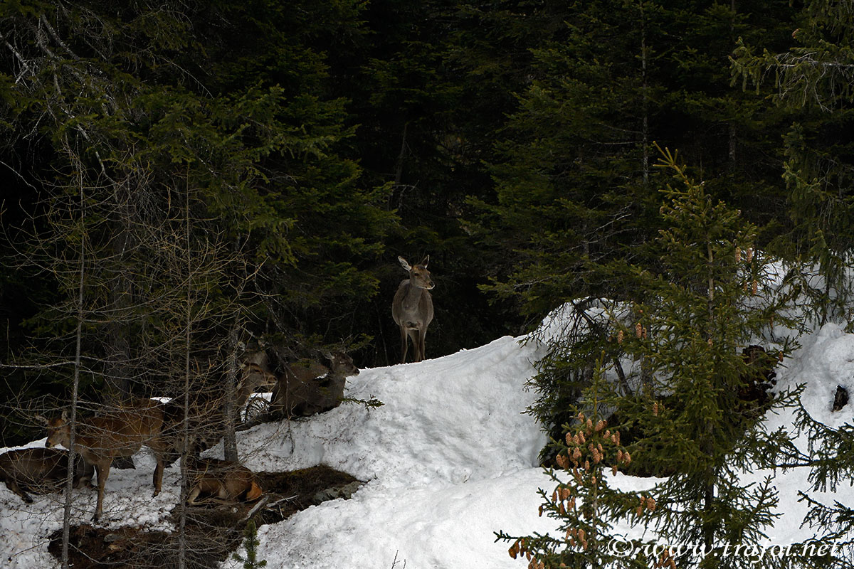 ../Incontri/000931_D500.jpg