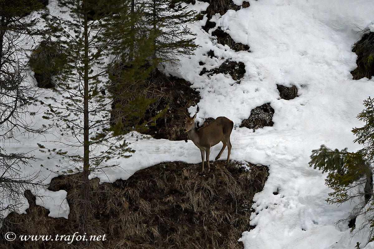 ../Incontri/001116_D500.jpg