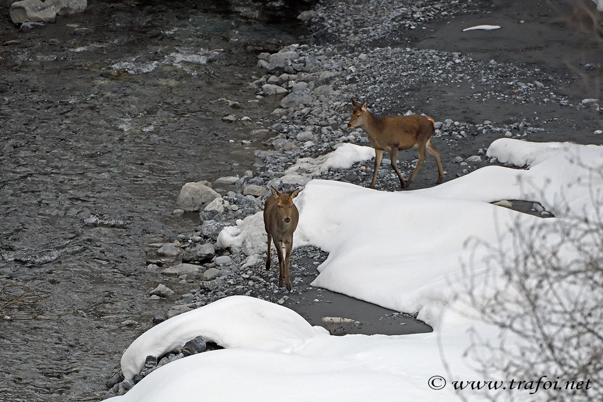 ../Incontri/001131_D500.jpg