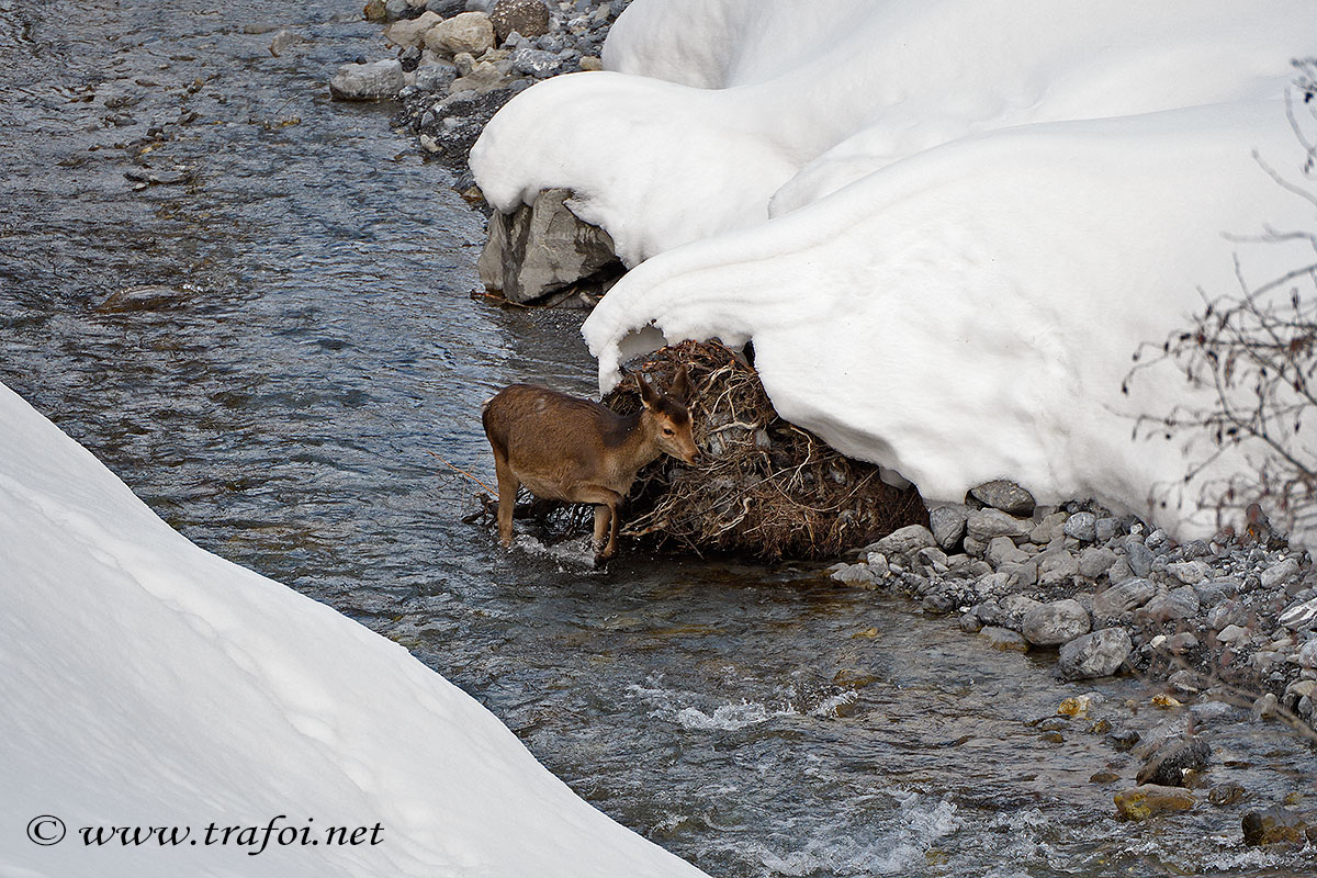 ../Incontri/001264_D500.jpg