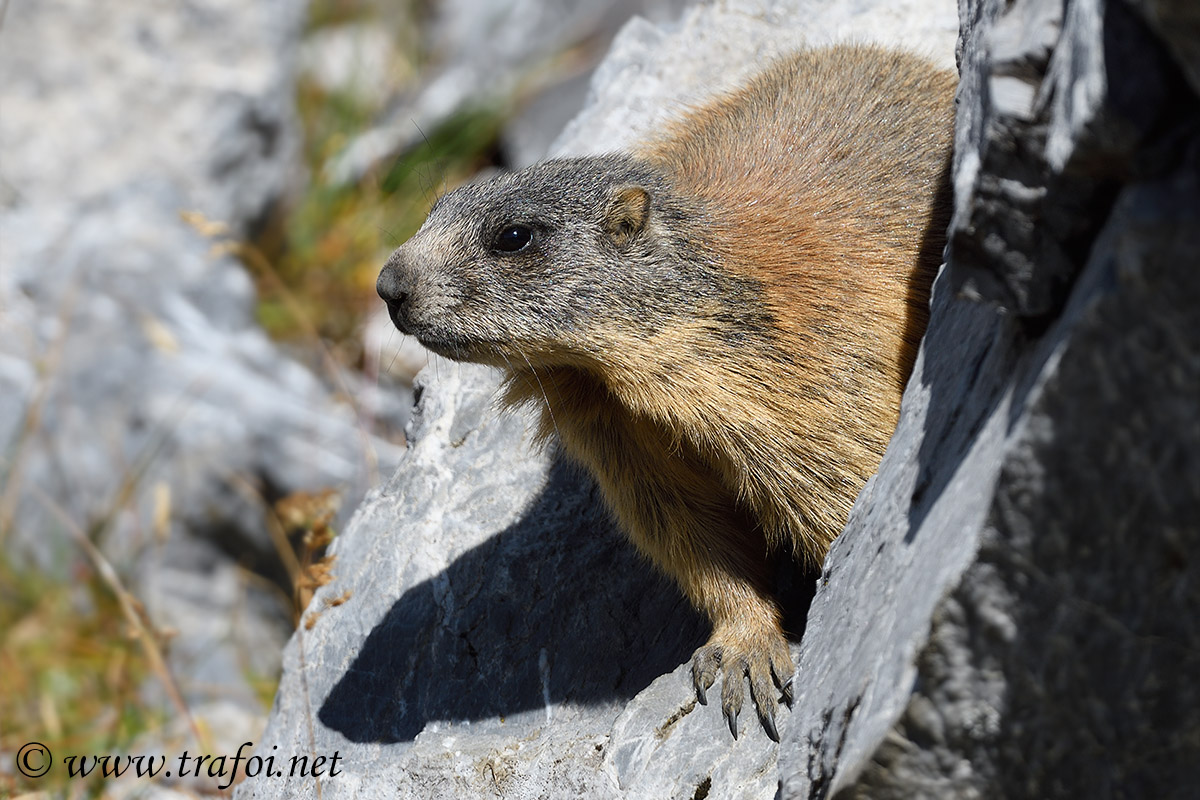 Marmotta