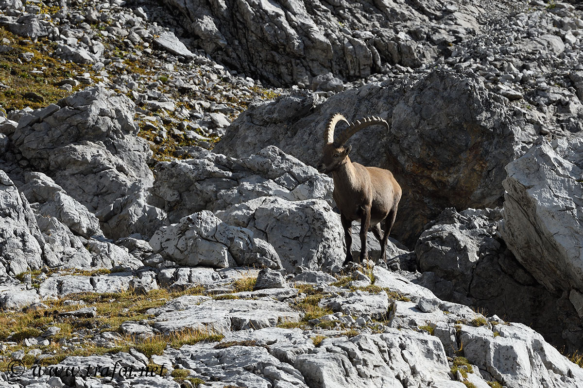 ../Incontri/004000_D500.jpg