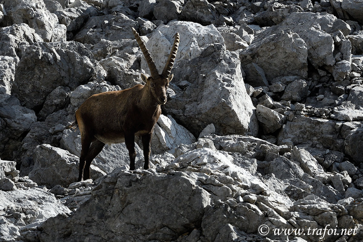 ../Incontri/004090_D500.jpg