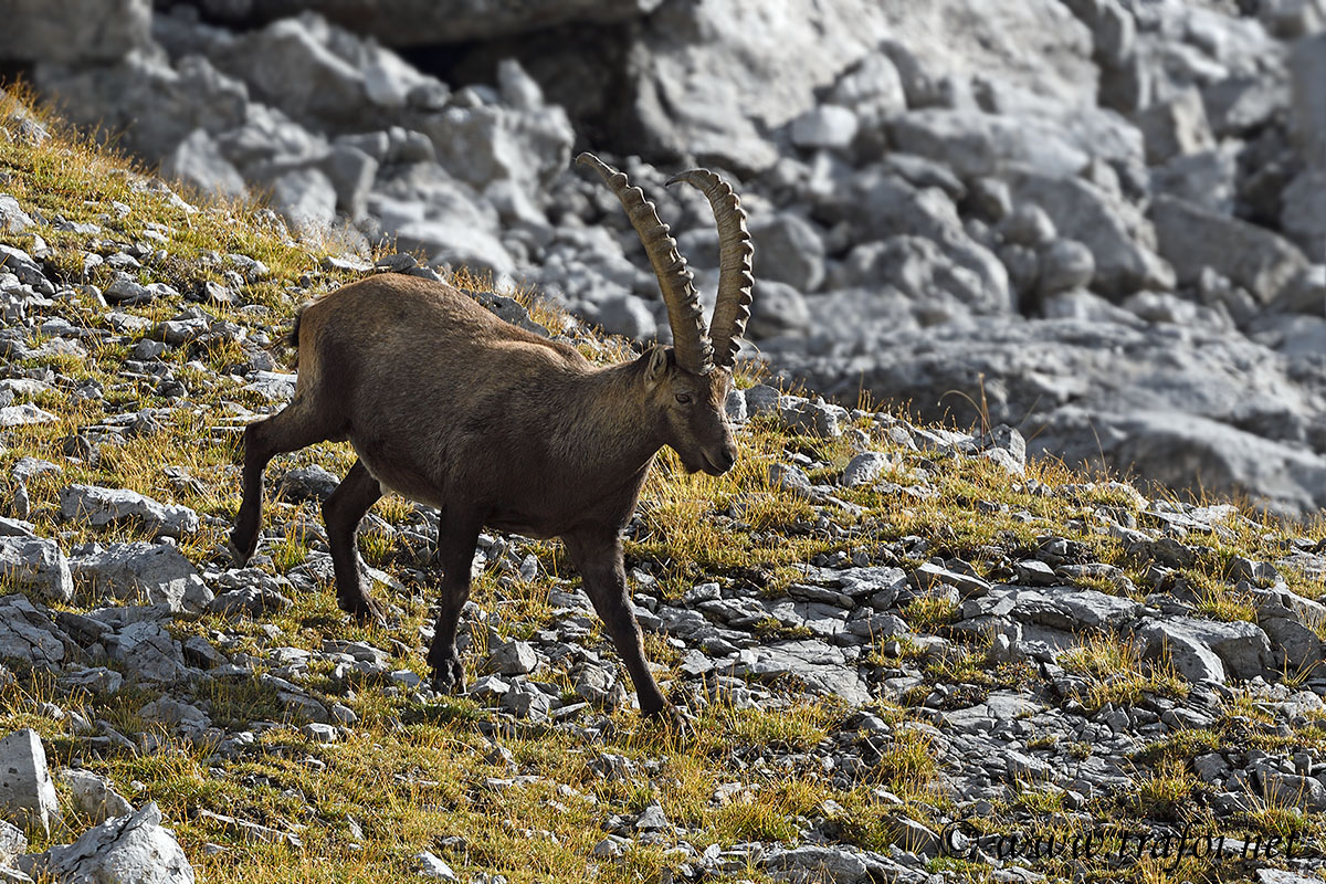 ../Incontri/004209_D500.jpg