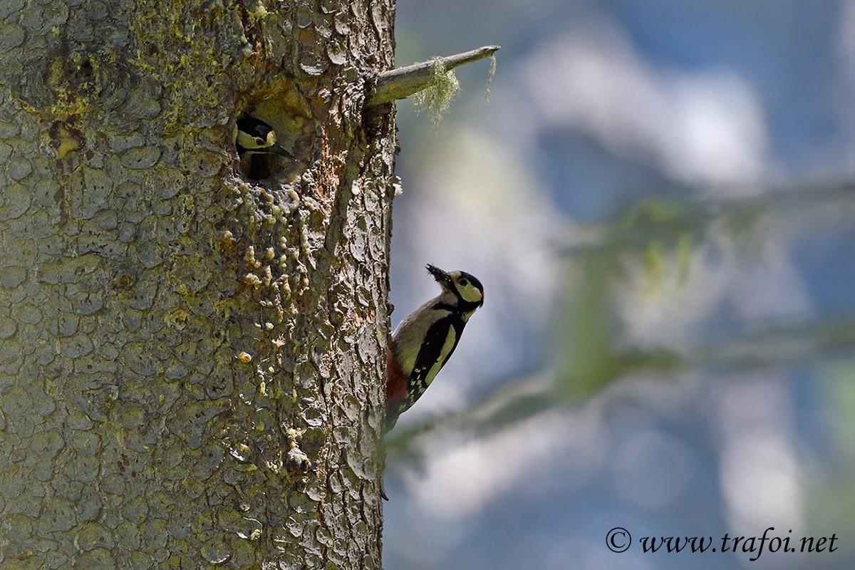 ../Incontri/006143__D500.jpg
