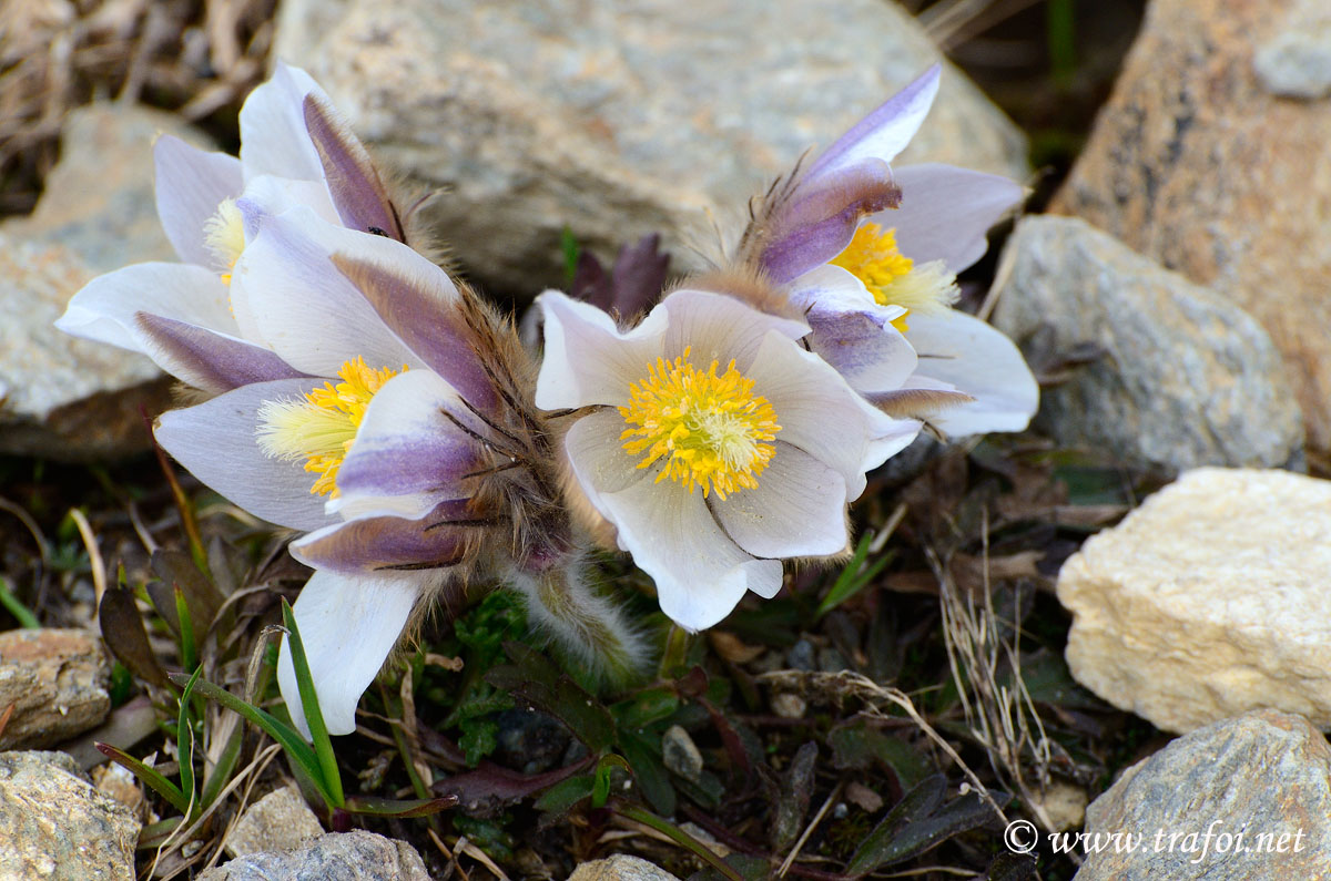 Pulsatilla Vernalis
