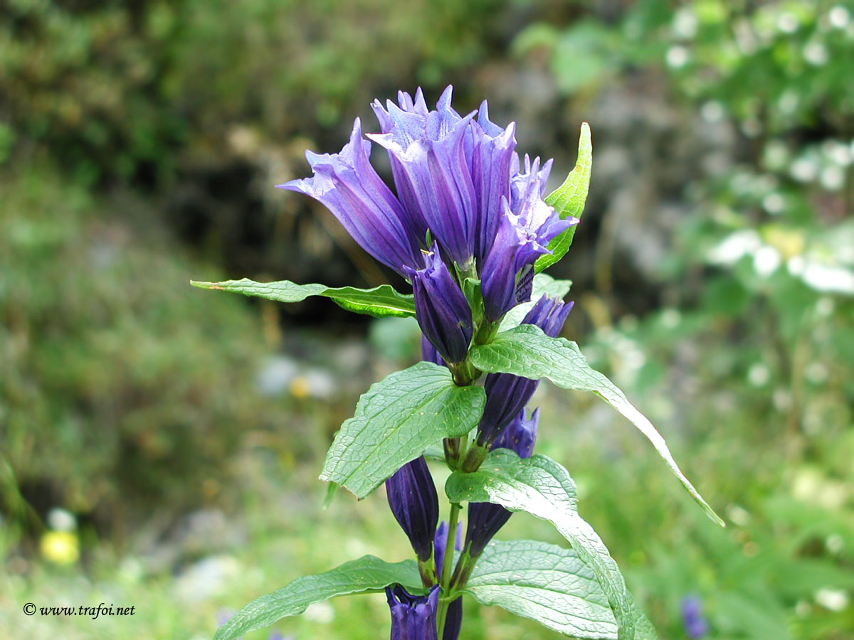 Genziana di Esculapio