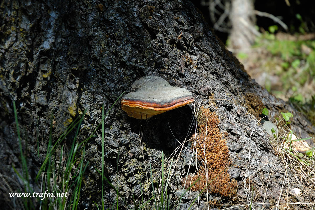Ganoderma
