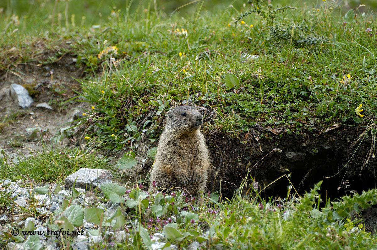 Marmotta