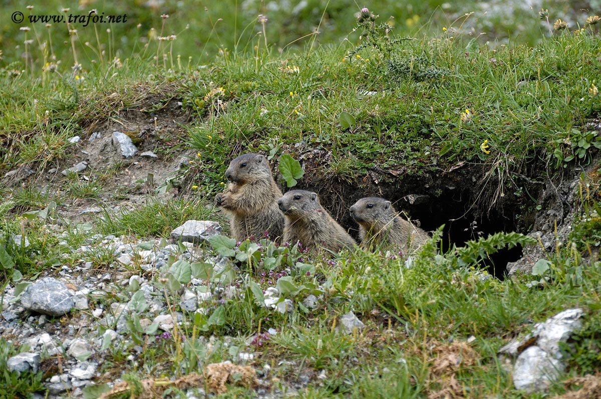 Marmotta