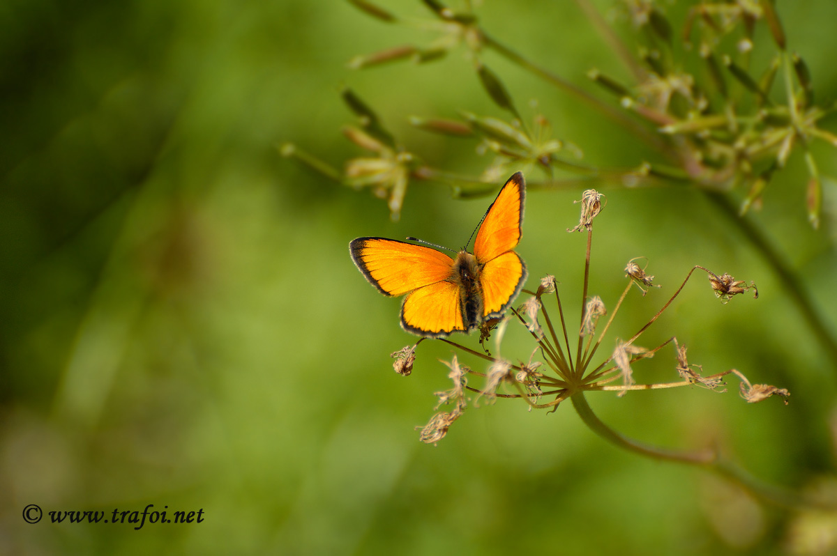 Lycaena dispar