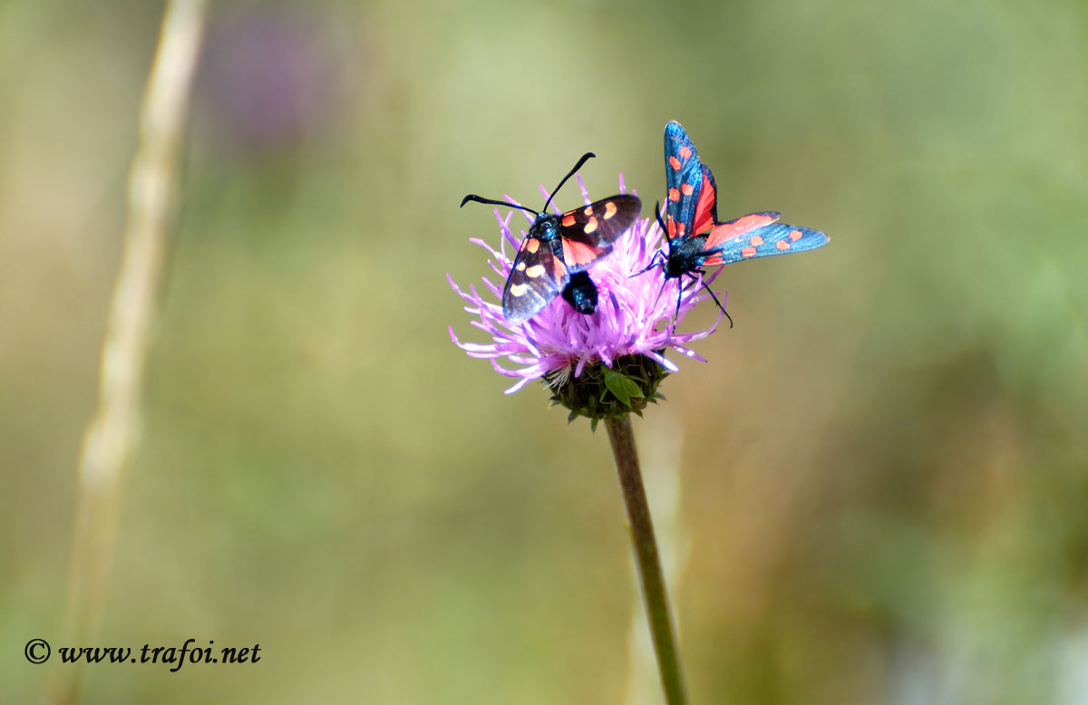 Zygaena