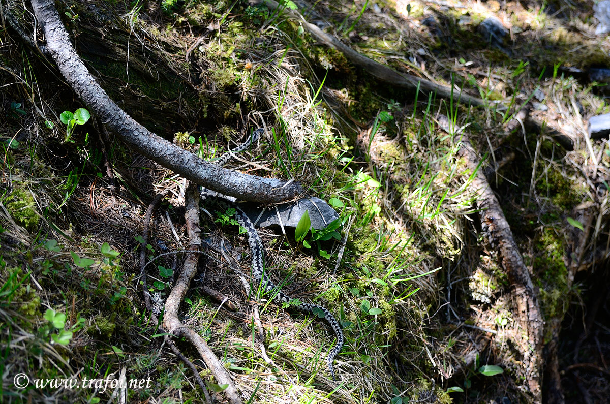 Vipera 2014