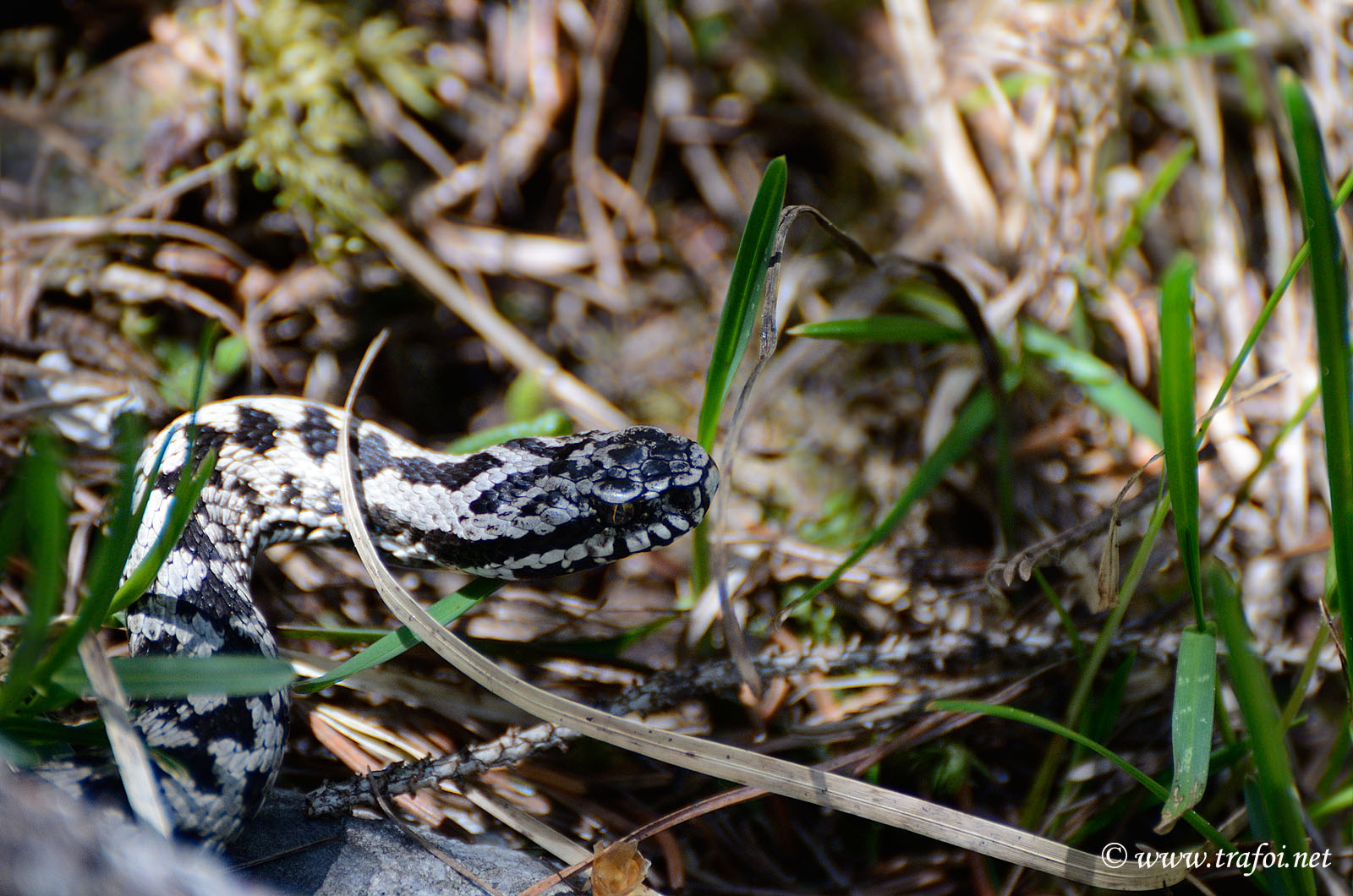 Vipera 2014