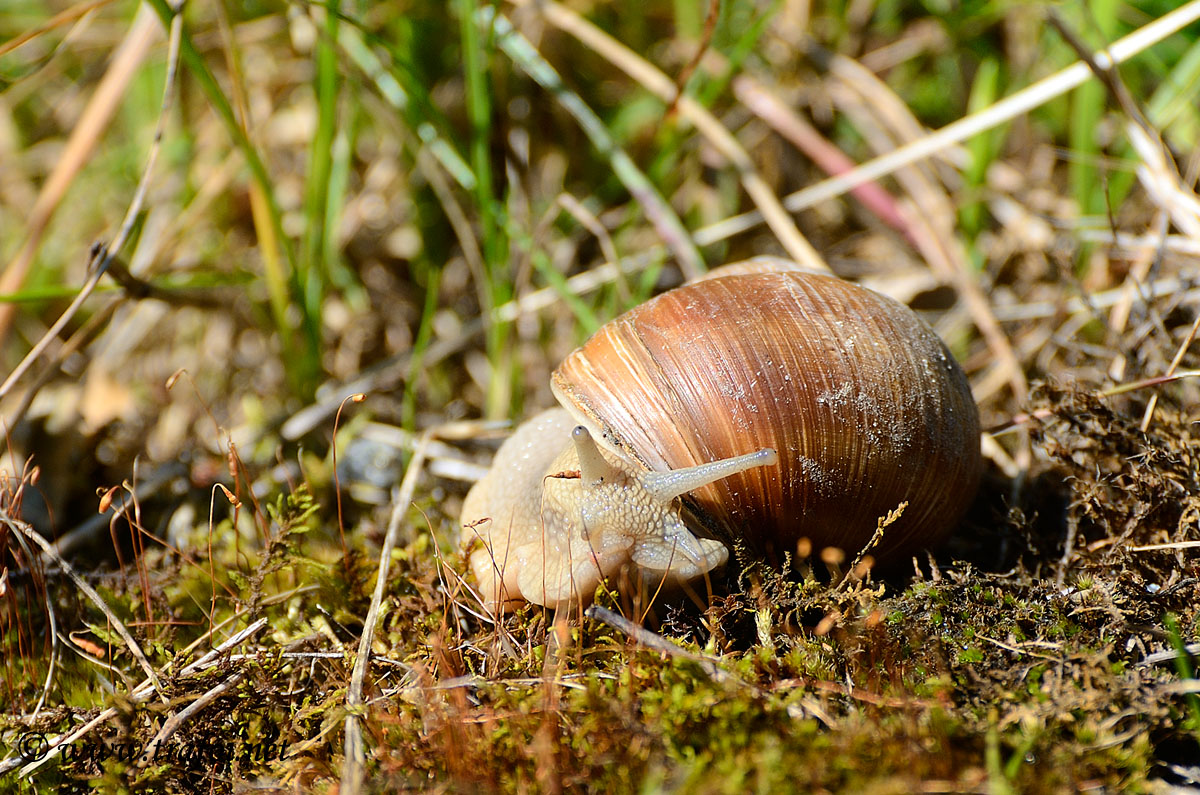 Chiocciola