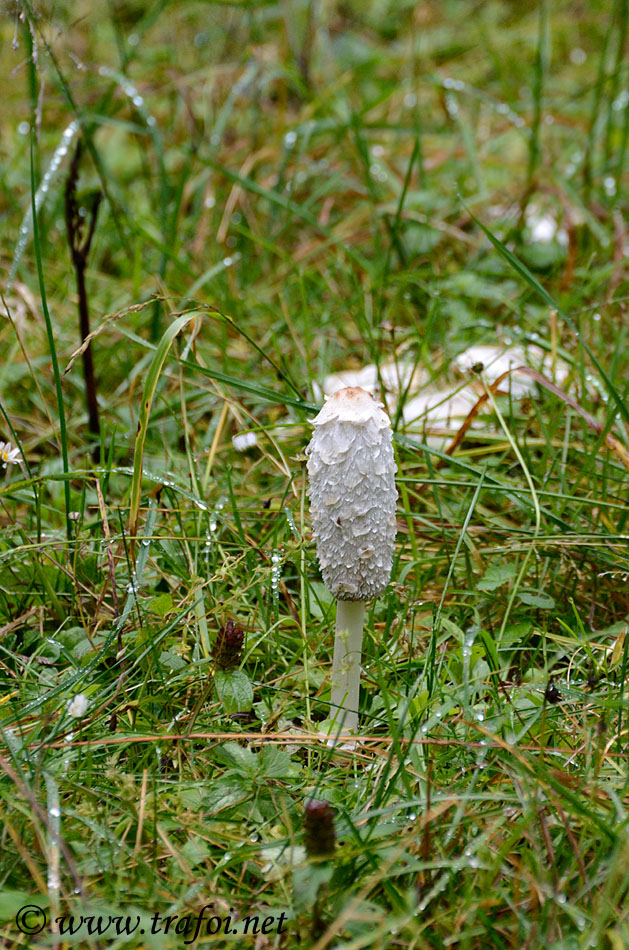 Coprinus
