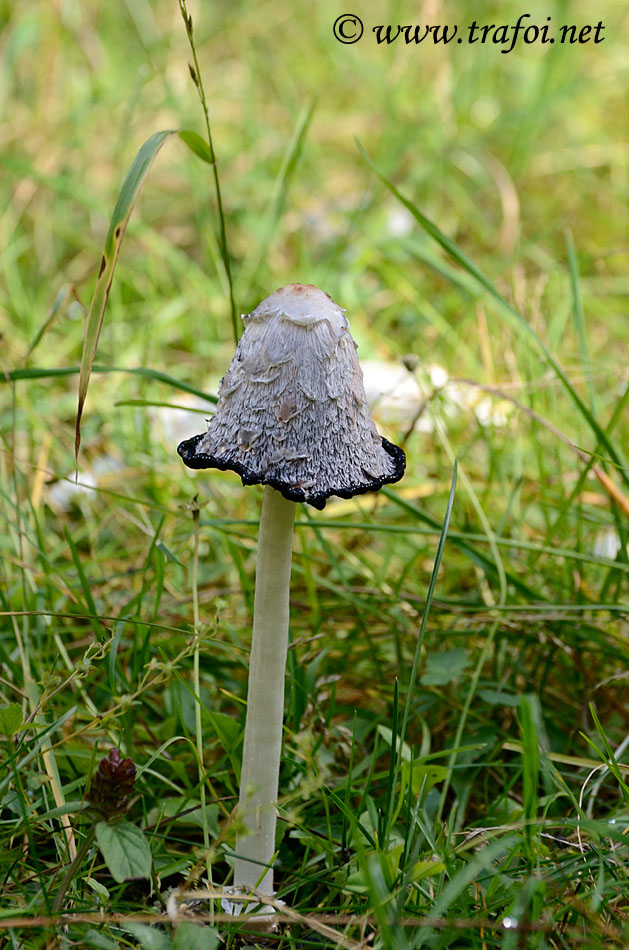 Coprinus