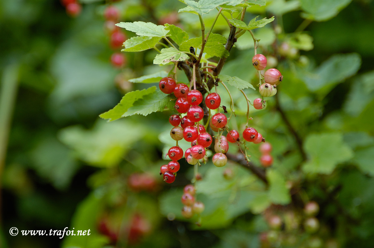 Ribes Rosso