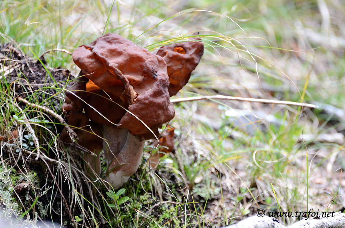 Gyromitra