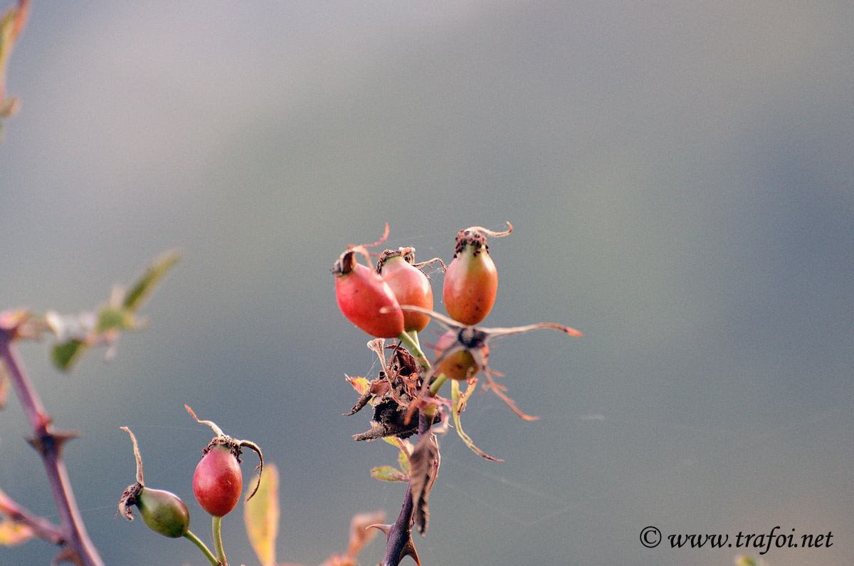 Rosa Canina