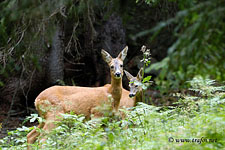 Fauna