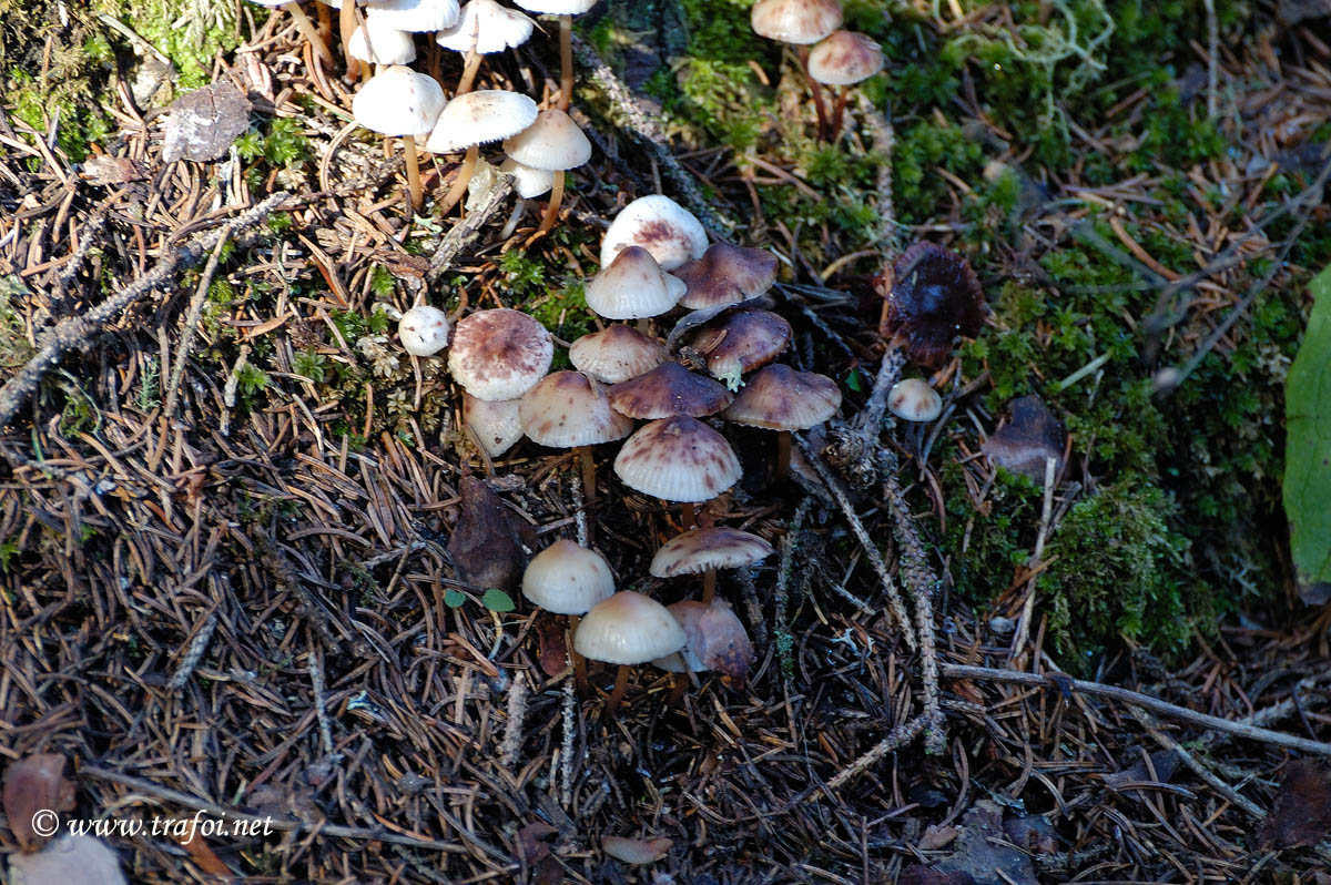 Mycena