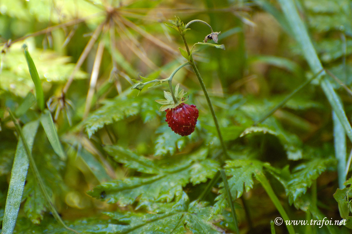 Fragola di Bosco