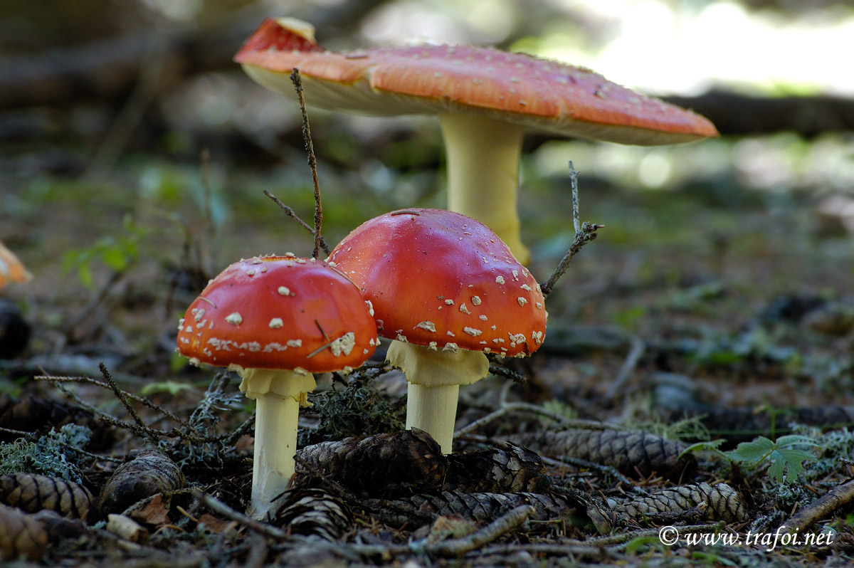 Amanita Muscaria