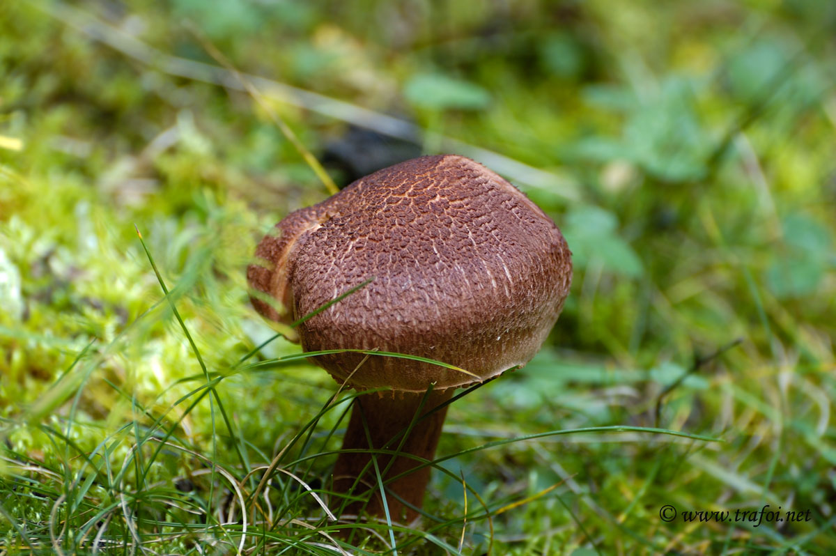 Tricholoma