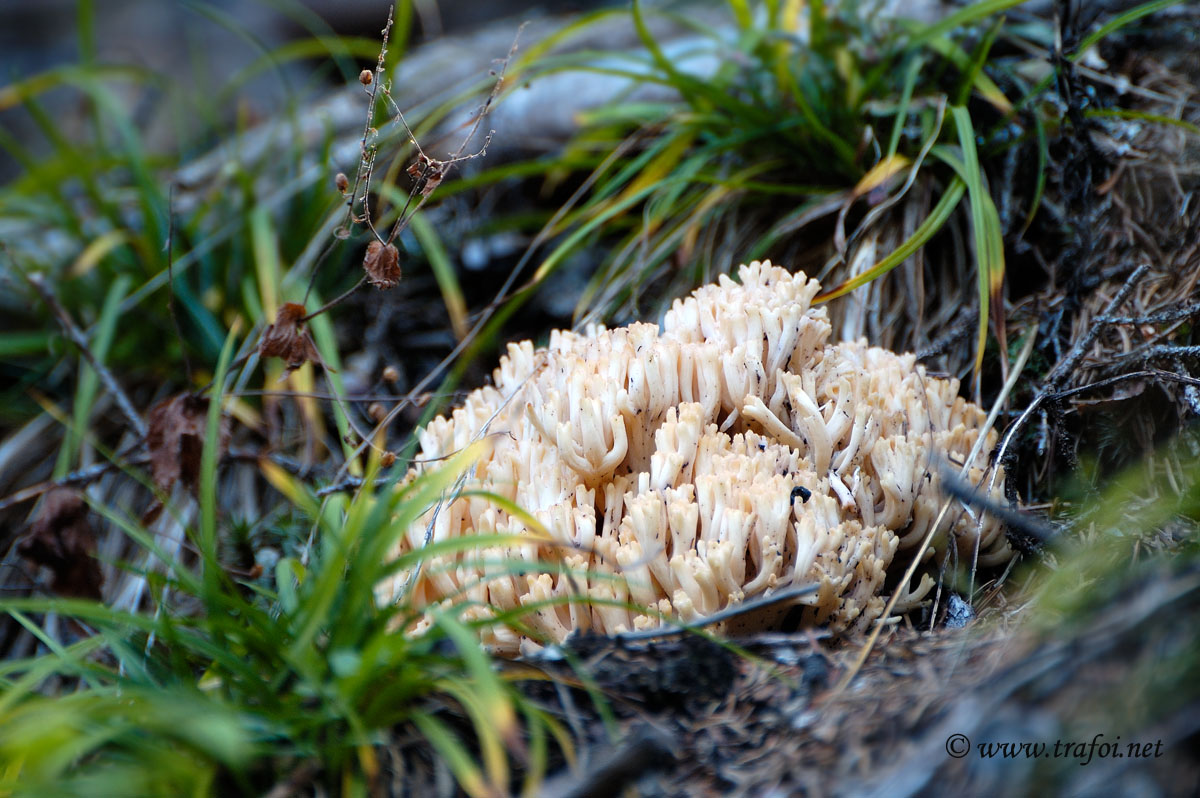 Ramaria