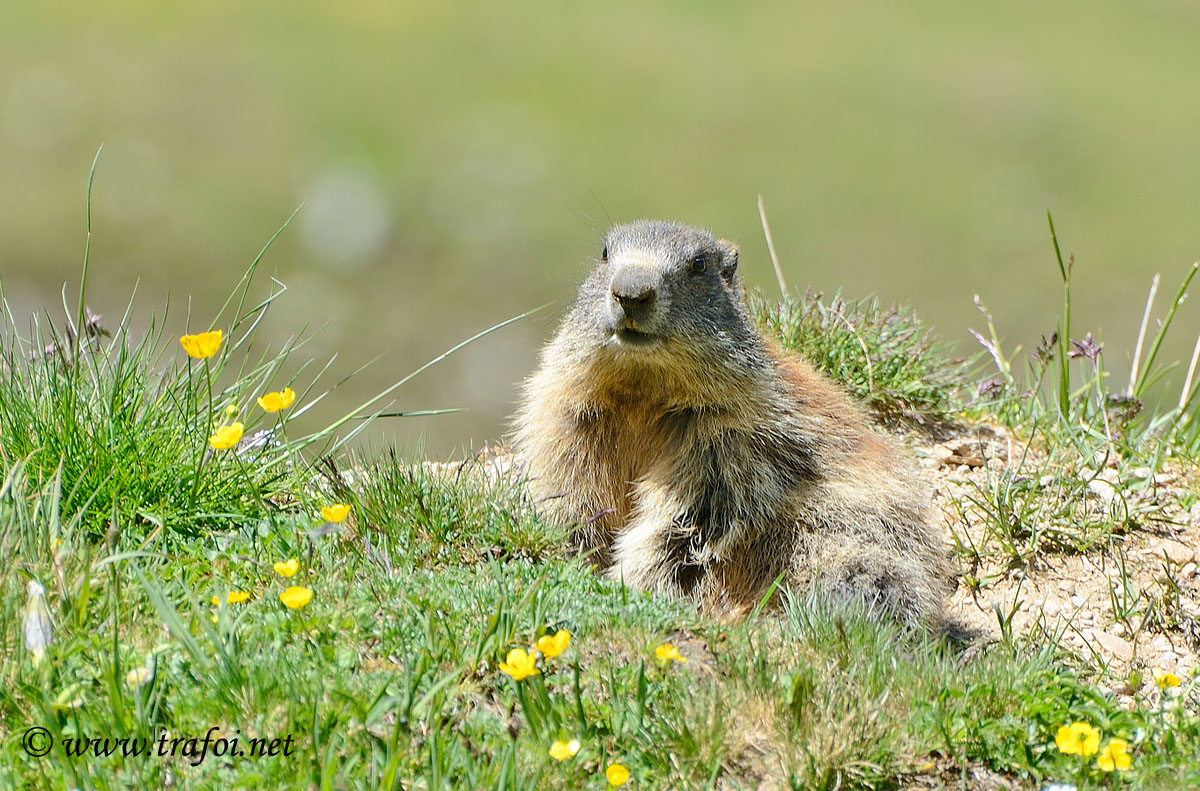 Marmotta